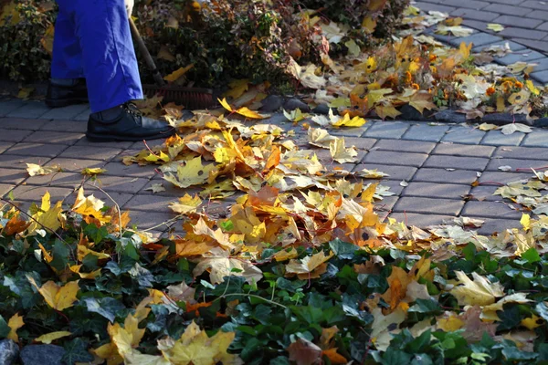 Man geel harken bladeren in de tuin — Stockfoto