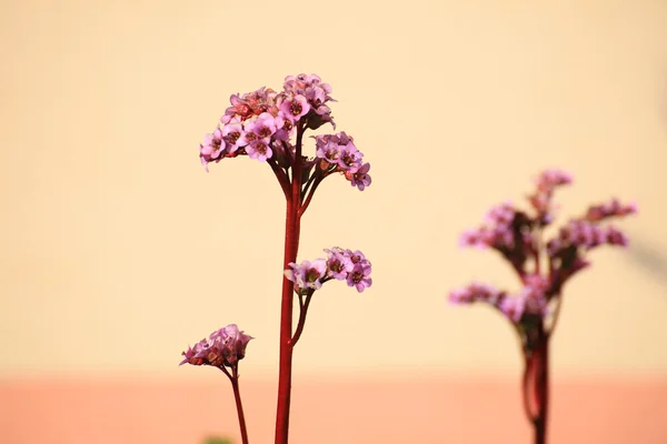 Beautiful flower on beige background — Stock Photo, Image