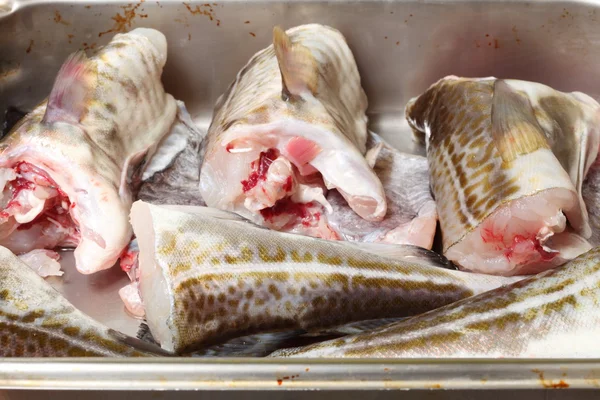 Cod fish - fish fillets — Stock Photo, Image