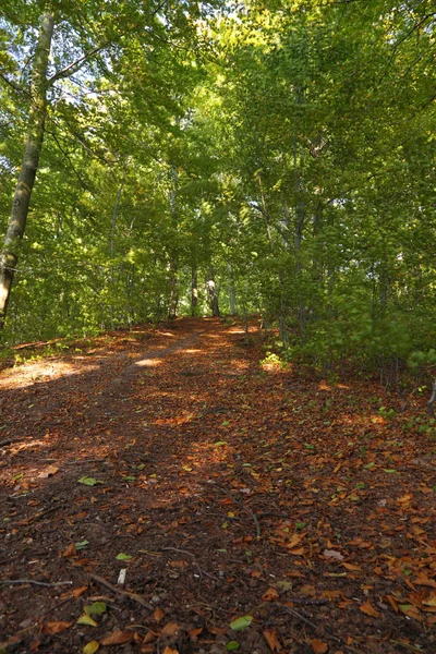 Otoño, hojas en el bosque de otoño, Polonia, Europa — Foto de Stock