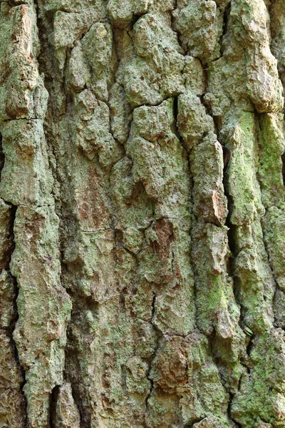 Zelená n stromové kůry textury pozadí — Stock fotografie