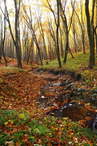 Осень, листья в осеннем лесу, Польша, Европа — стоковое фото