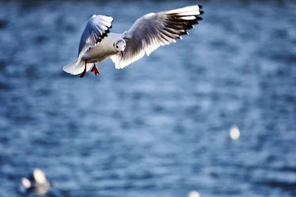 Gaivota, gaivota — Fotografia de Stock