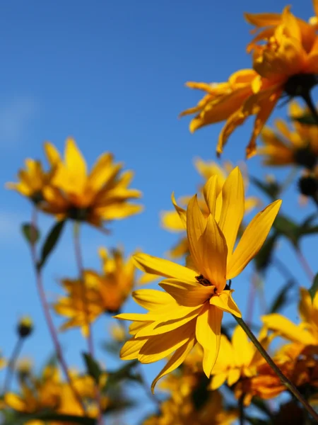 Gula blommor på den blå himlen — Stockfoto