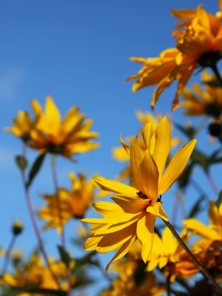 Yellow flowers on the blue sky — Stock Photo, Image