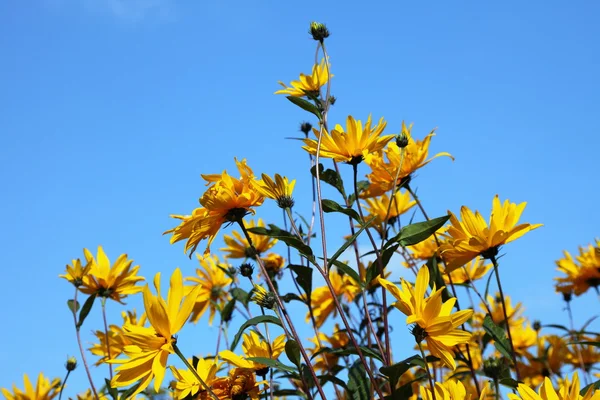 Gula blommor på den blå himlen — Stockfoto