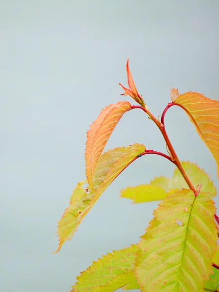 Blad i vatten bakgrunden — Stockfoto