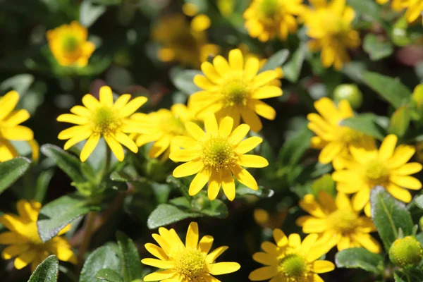 Close-up of yellow flowers — Stock Photo, Image