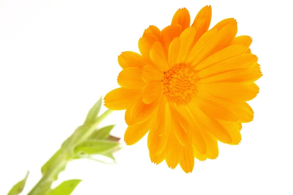 Flor de marguerita naranja amarilla aislada en blanco — Foto de Stock