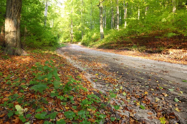 Cenário de outono rural - Queda na floresta - estrada de parque — Fotografia de Stock