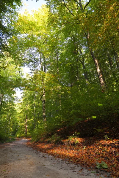 Automne dans le bois — Photo