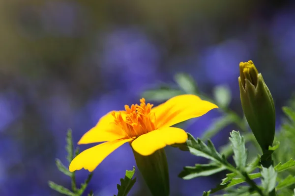 Närbild av gula blommor — Stockfoto