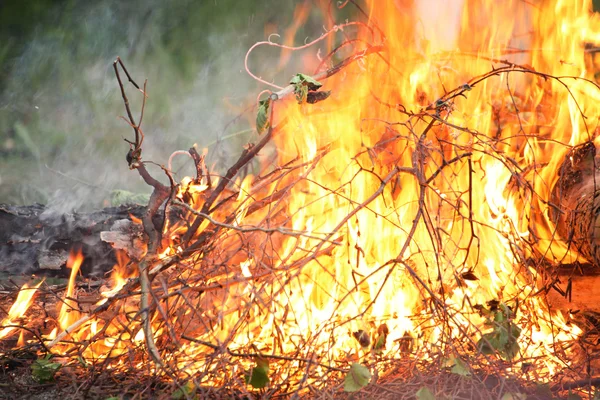 Bonfire lägereld brand sommaren skogsbrand natur — Stockfoto