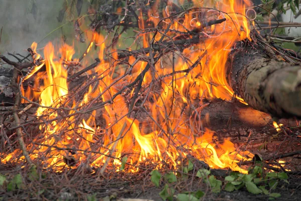 篝火晚会篝火火夏季森林自然火灾 — 图库照片
