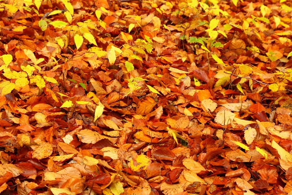 Colores otoñales en hoja de bosque — Foto de Stock