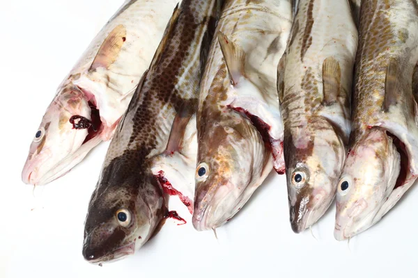 Ryba dorsz — Zdjęcie stockowe