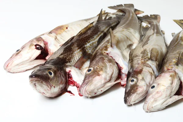 Cod fish — Stock Photo, Image