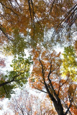 sonbahar ormandaki mavi gökyüzü