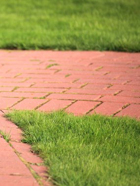 güzel Yeşil çimenler, mükemmel arka plan için kesmek