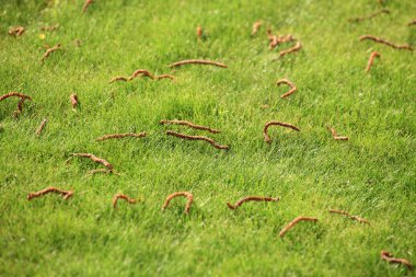 güzel Yeşil çimenler, mükemmel arka plan kesmek