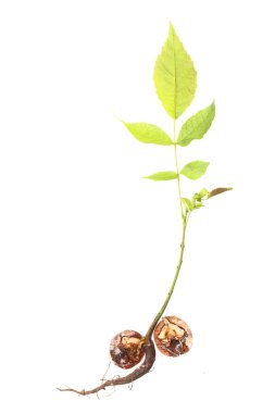 closeup izole bir ceviz ağacı