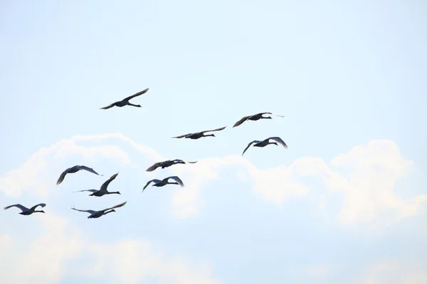 Migráció madarak hattyú — Stock Fotó