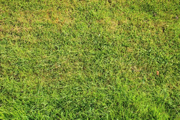 美しい緑の芝生は完全に背景をカットします。 — ストック写真