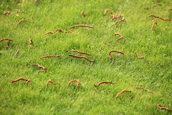 Beautiful green lawns perfectly cut background — Stock Photo, Image