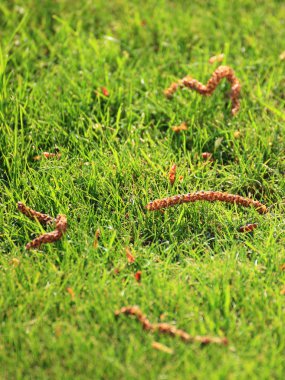 güzel Yeşil çimenler, mükemmel arka plan kesmek