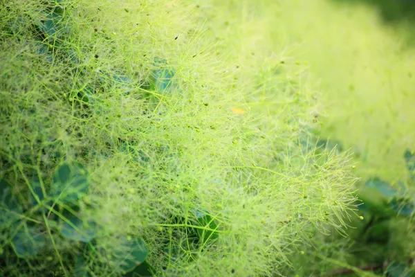Groene bloem cotinus coggygria of smoketree — Stockfoto