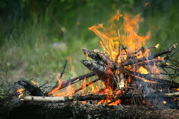 Fogata fogata verano bosque naturaleza fuego —  Fotos de Stock