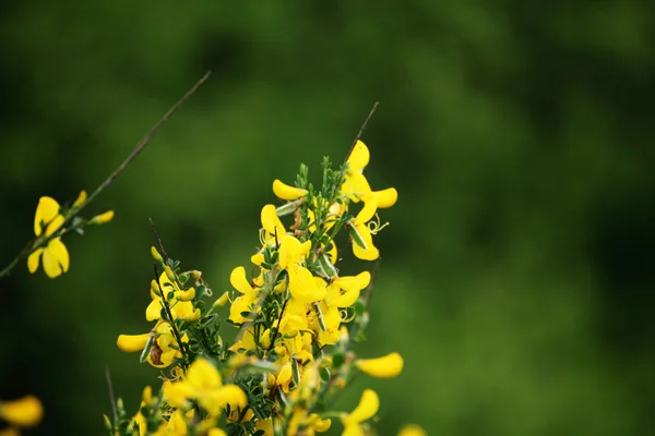 Κίτρινο λουλούδι από κοντά στο καλοκαίρι ημέρα — Φωτογραφία Αρχείου