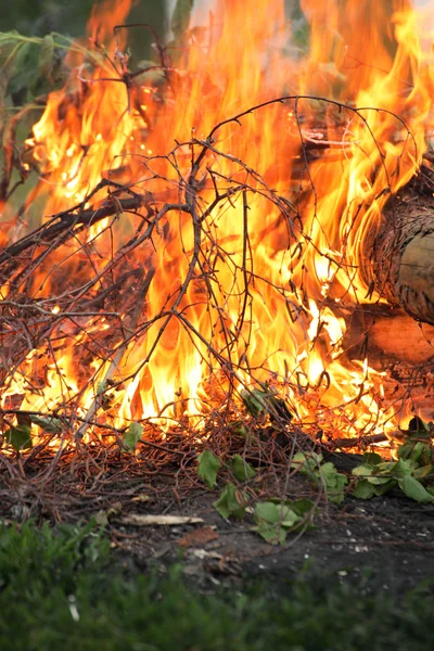 Bonfire nuotio kesän metsä luonto tulipalo — kuvapankkivalokuva