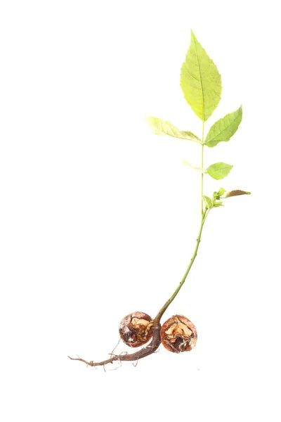 Closeup of a Walnut tree isolated — Stock Photo, Image