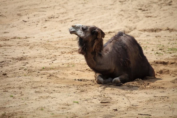 Cammello nel deserto animale — Foto Stock