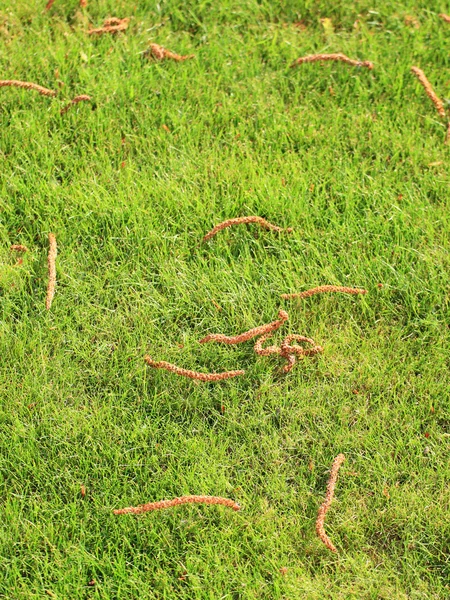 Beautiful green lawns perfectly cut background — Stock Photo, Image