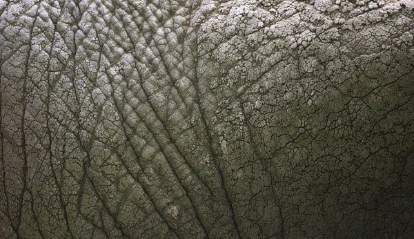 Elephant skin background texture animal — Stock Photo, Image