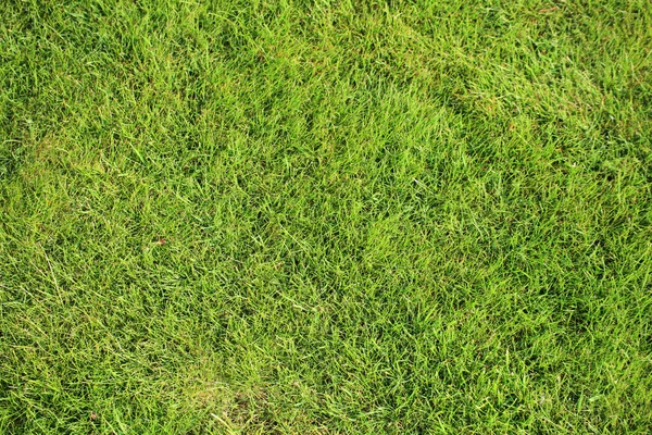 Beautiful green lawns perfectly cut background — Stock Photo, Image