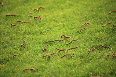 güzel Yeşil çimenler, mükemmel arka plan kesmek