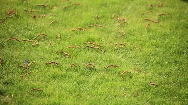 Beautiful green lawns perfectly cut background — Stock Photo, Image