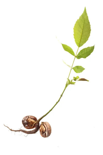 Closeup of a Walnut tree isolated — Stock Photo, Image