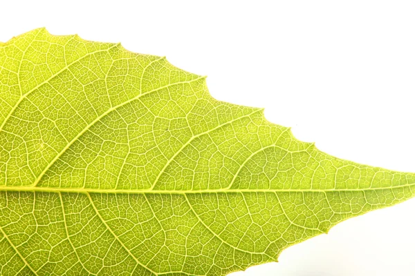 Ceviz yaprağı üzerinde beyaz izole — Stok fotoğraf