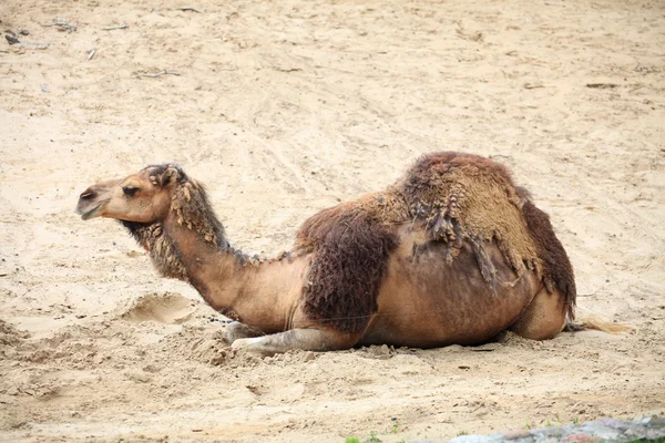 Kamelen in de woestijn dier — Stockfoto