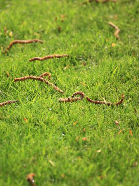 güzel Yeşil çimenler, mükemmel arka plan kesmek