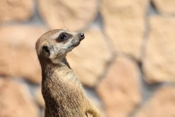 动物警报猫鼬 (Suricata suricatta) 站岗 — 图库照片