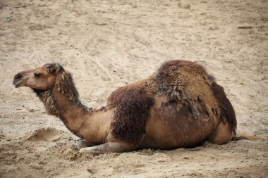 deve içinde çöl hayvanı