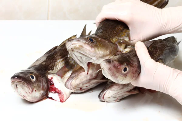 Cod fish — Stock Photo, Image