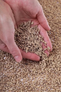 Ayçiçeği tohumları ellerinde
