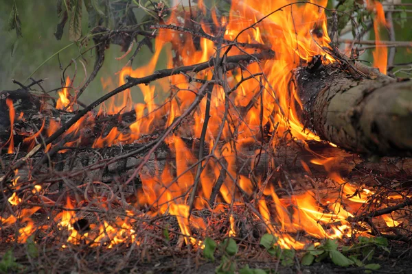 모닥불 캠프 화재 여름 숲 자연 화재 — 스톡 사진