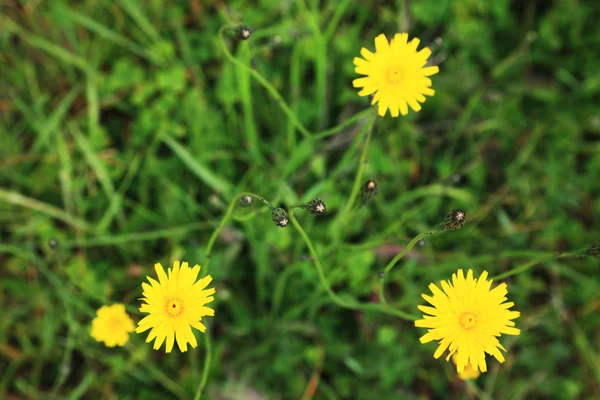Green grass and dandelion flowers — Stock Photo, Image